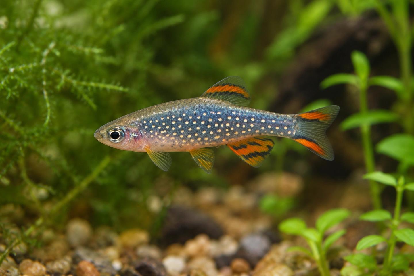 Illustration of a celestial pearl danio with pale flank spots and orange-dark fin markings in a planted aquarium.