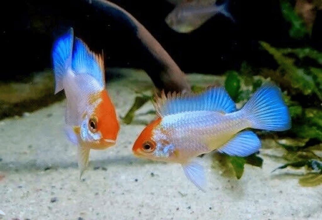 An Electric Blue Ram (Mikrogeophagus ramirezi 'electric blue') showing the intense near-solid blue body of the selectively-bred form