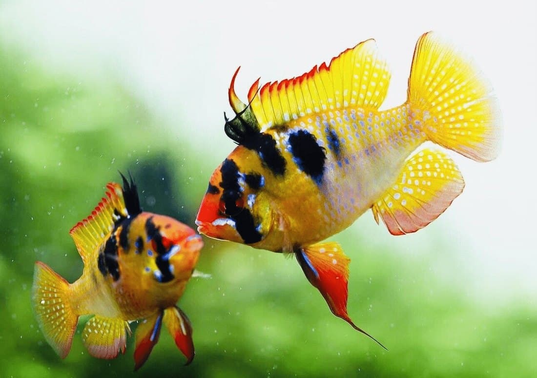 A pair of German blue rams (Mikrogeophagus ramirezi) showing the gold body, iridescent blue speckling, red eye and black eye-bar
