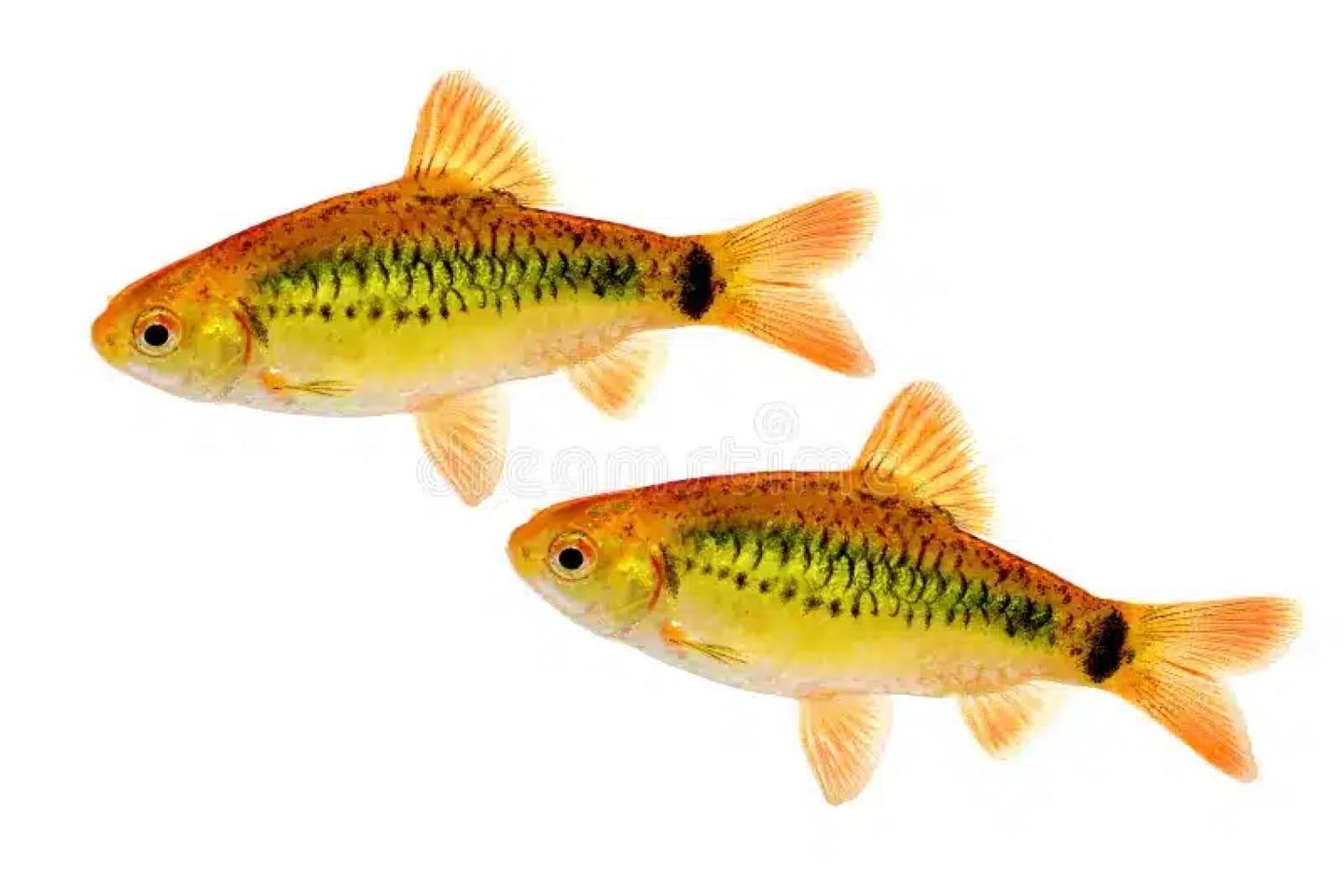 A group of gold barbs (Barbodes semifasciolatus) showing the metallic golden body and faint dark bars