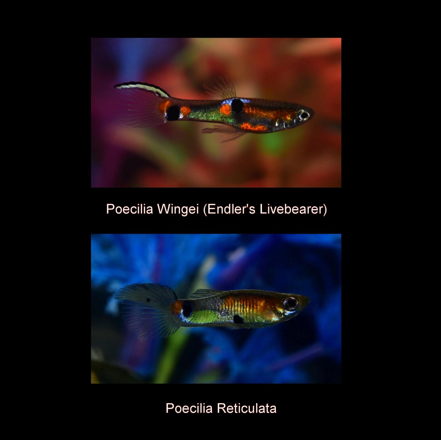Two source-labelled aquarium fish shown separately as Poecilia wingei above and Poecilia reticulata below