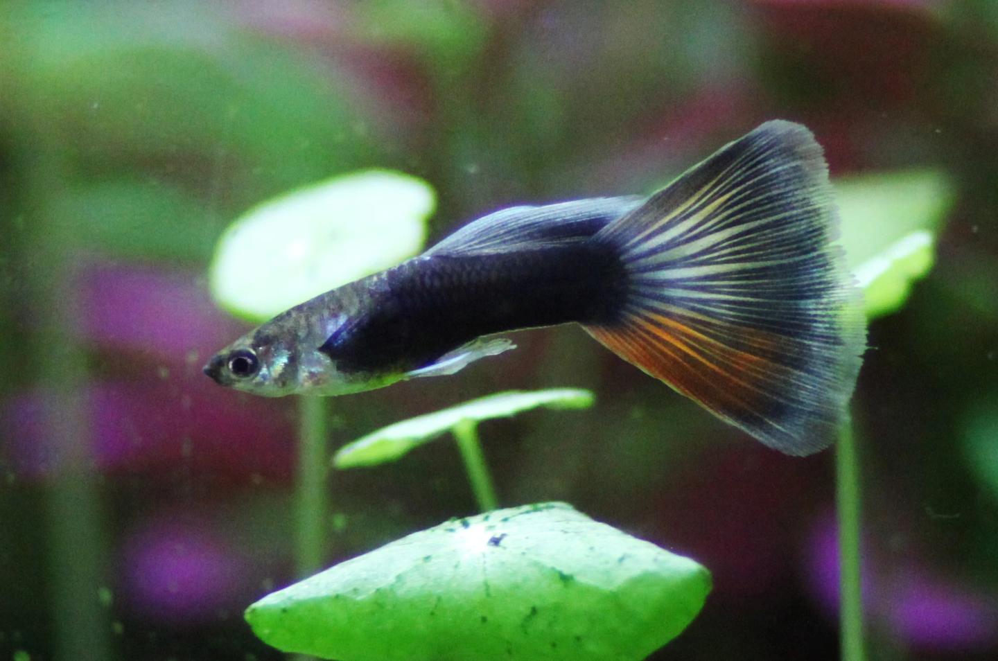 Source-labelled Moscow male guppy Poecilia reticulata in side view