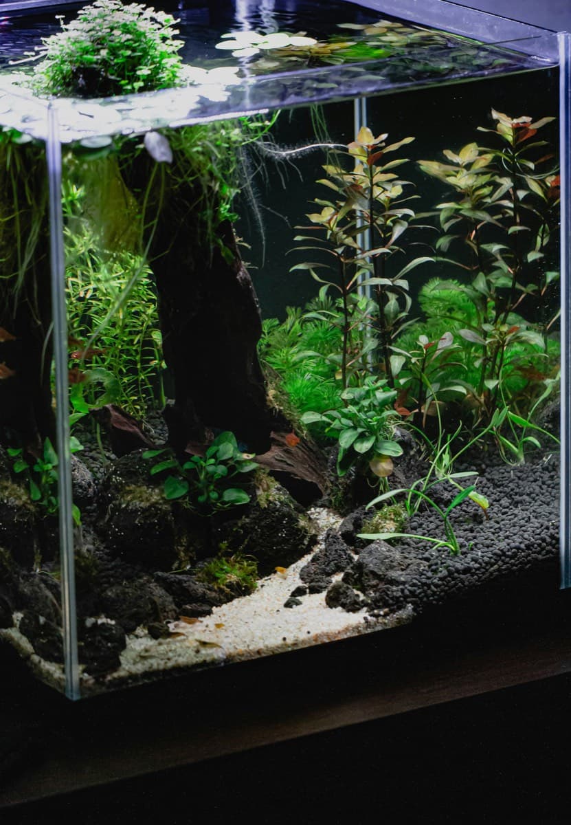 Planted aquarium aquascape