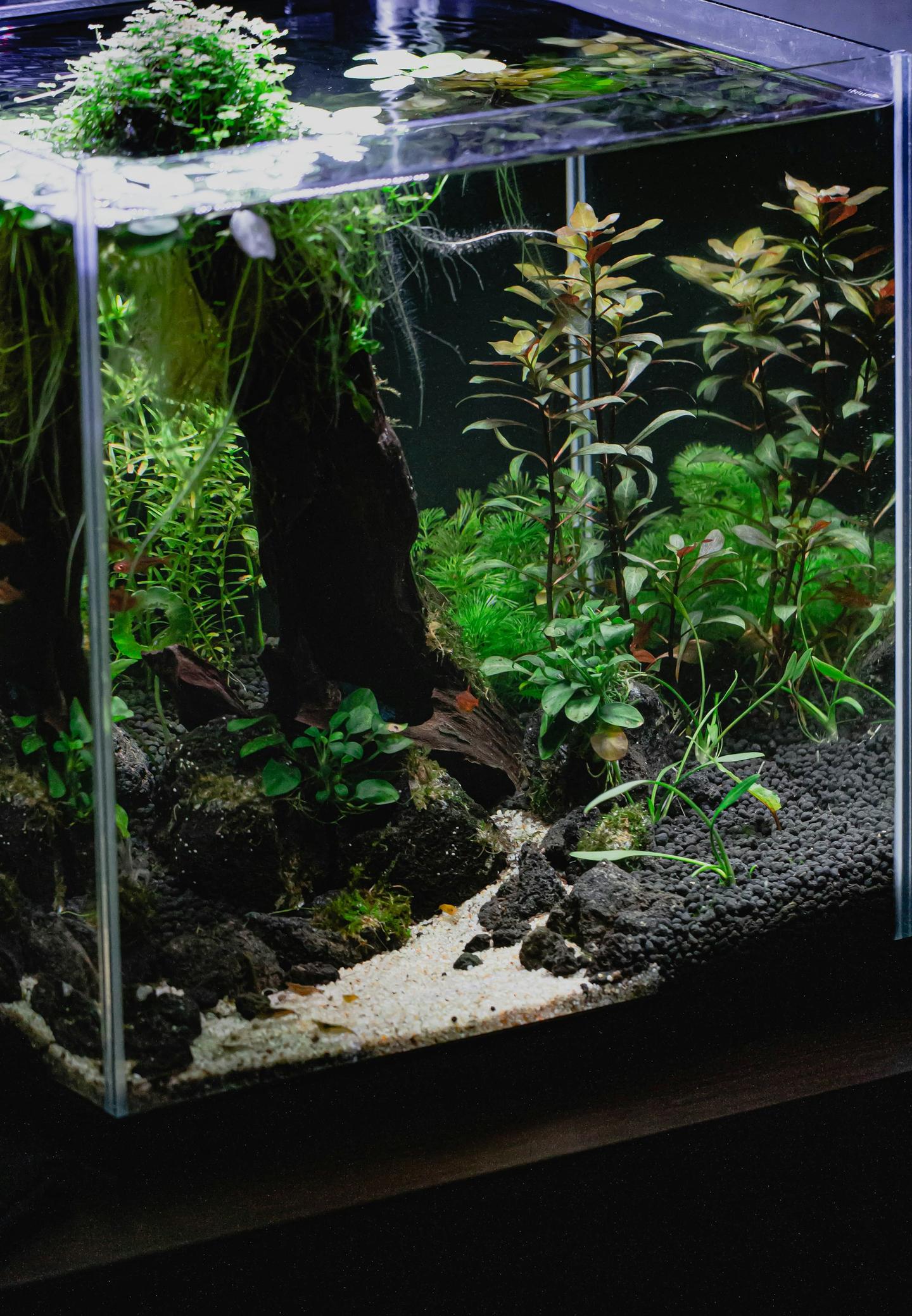 A mature planted aquarium with driftwood, stone and a white sand path