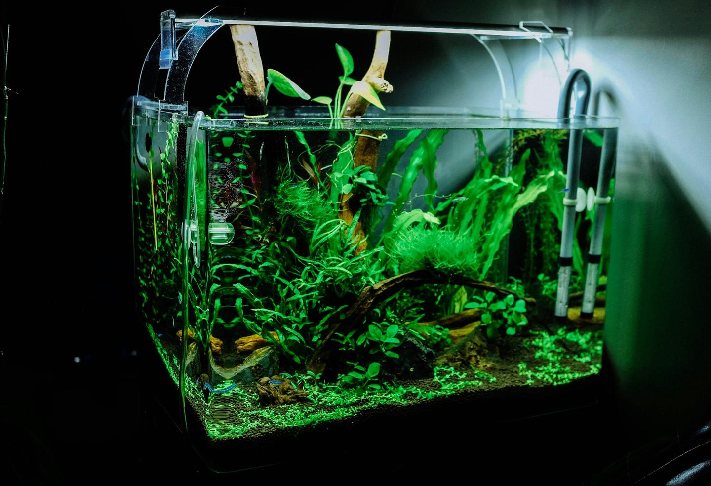 A mature planted beginner community tank with guppies and rasboras