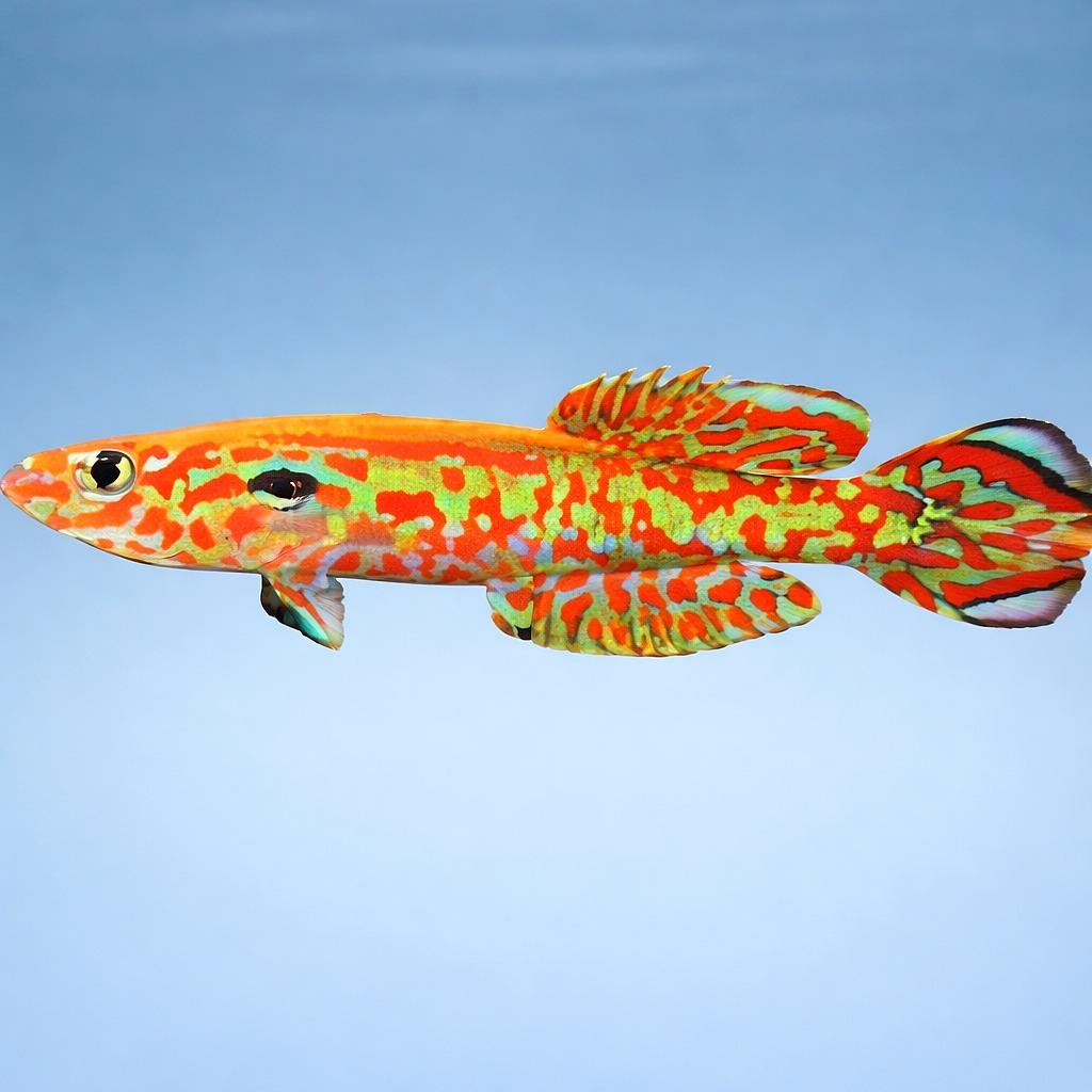 Gardner's killifish (Fundulopanchax gardneri), a steel-blue and gold non-annual killi, among fine planting
