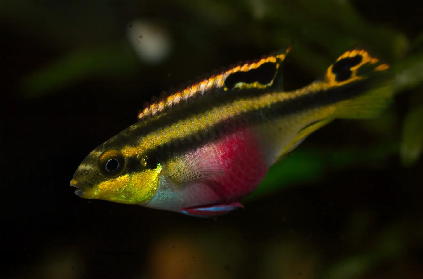 Source-labelled female Pelvicachromis pulcher with a rounded purple-red abdomen