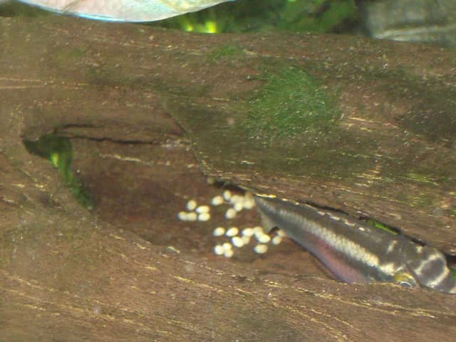 Female Pelvicachromis pulcher kribensis beside eggs inside a cave