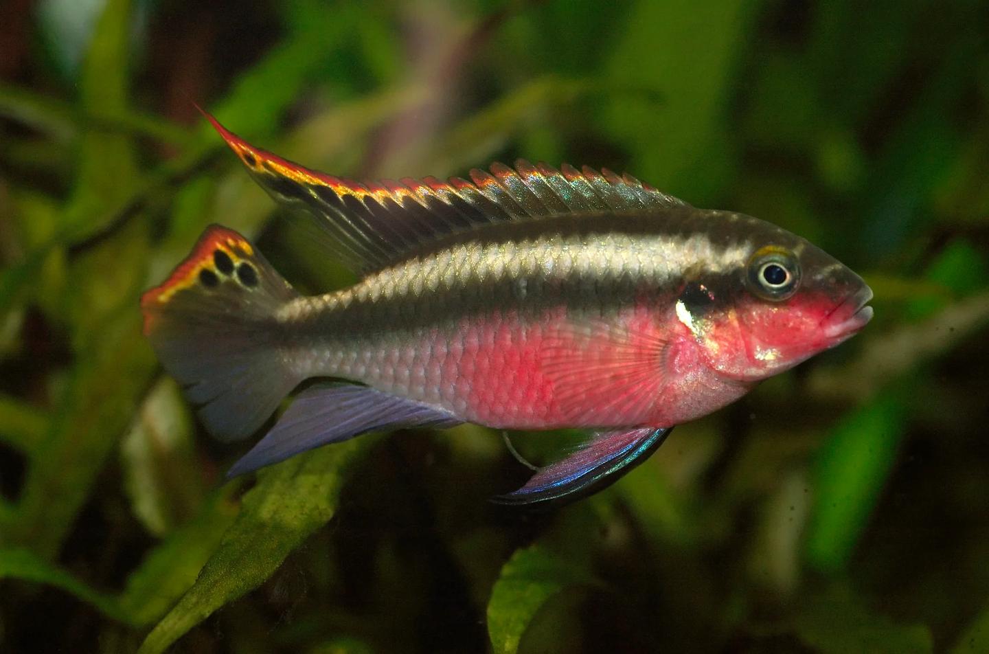 Source-labelled male Pelvicachromis pulcher kribensis in side profile