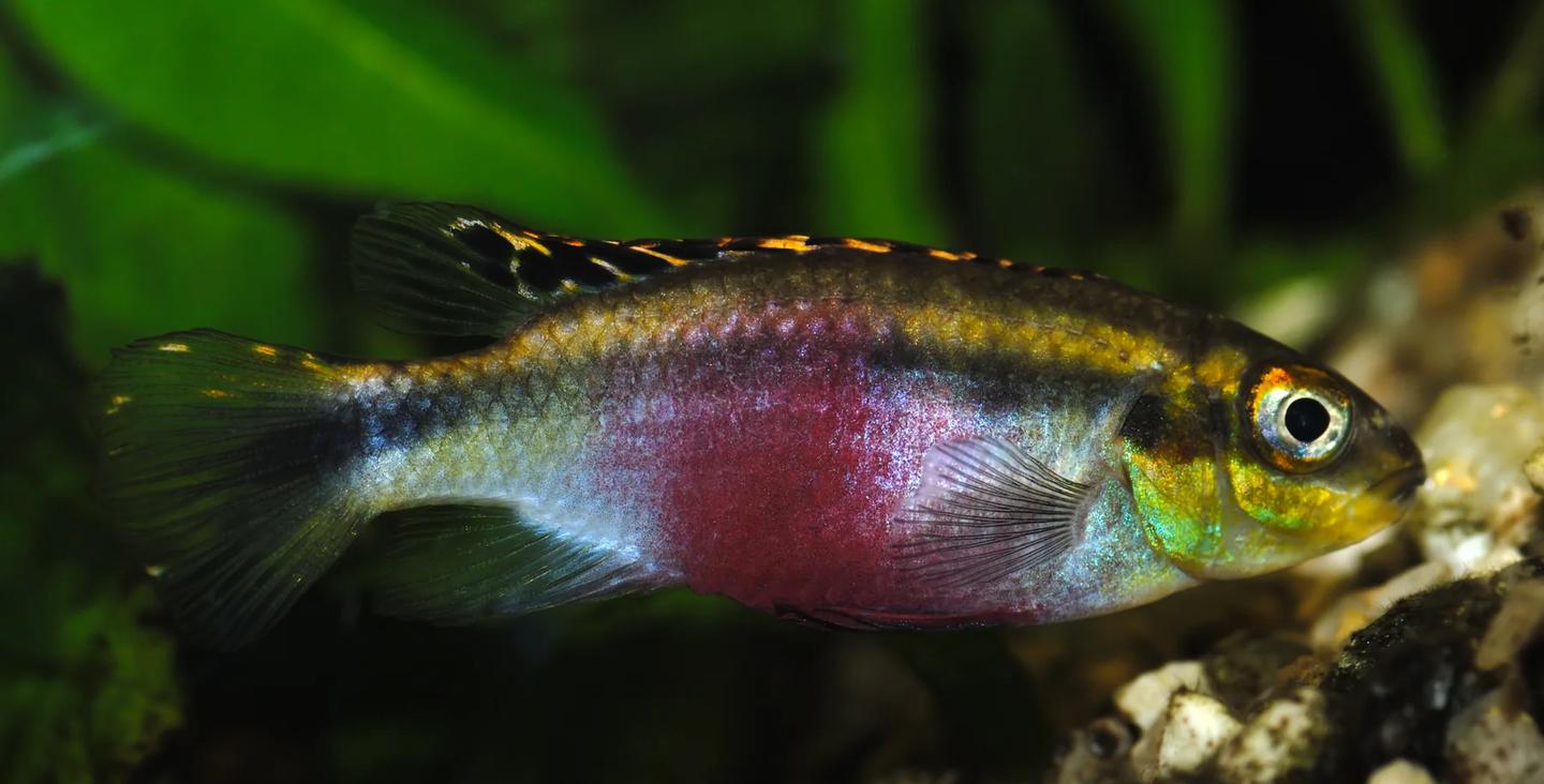 Kribensis Pelvicachromis pulcher showing a dark side stripe and pink-purple abdomen