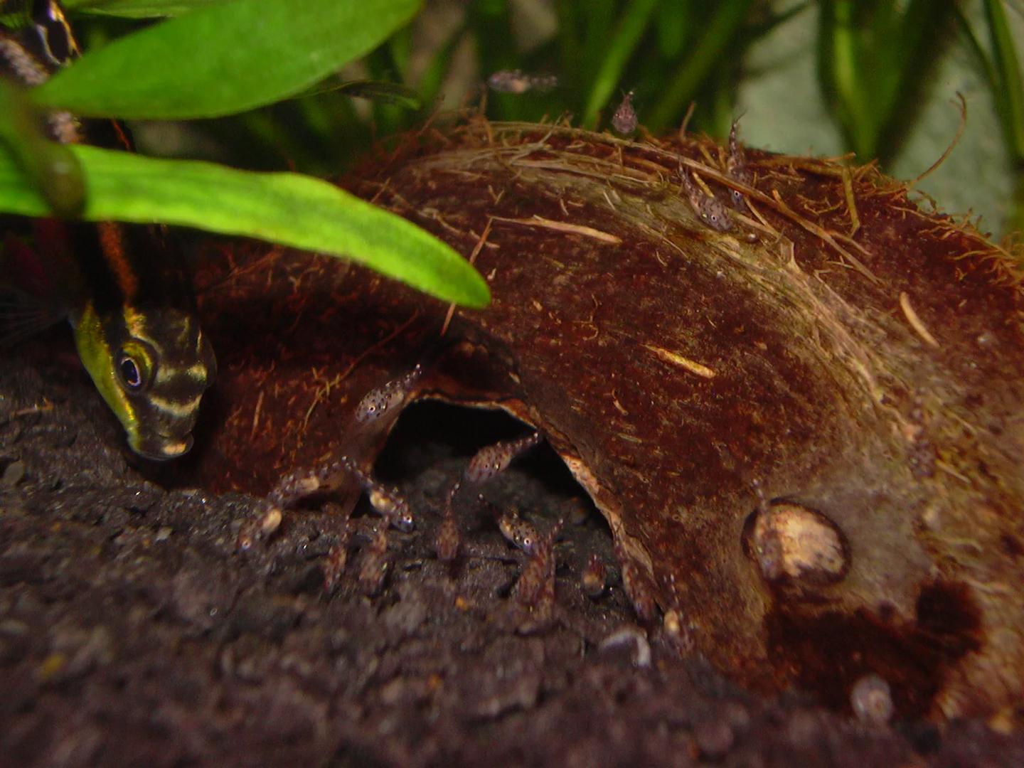 Adult Pelvicachromis pulcher kribensis swimming above a group of young