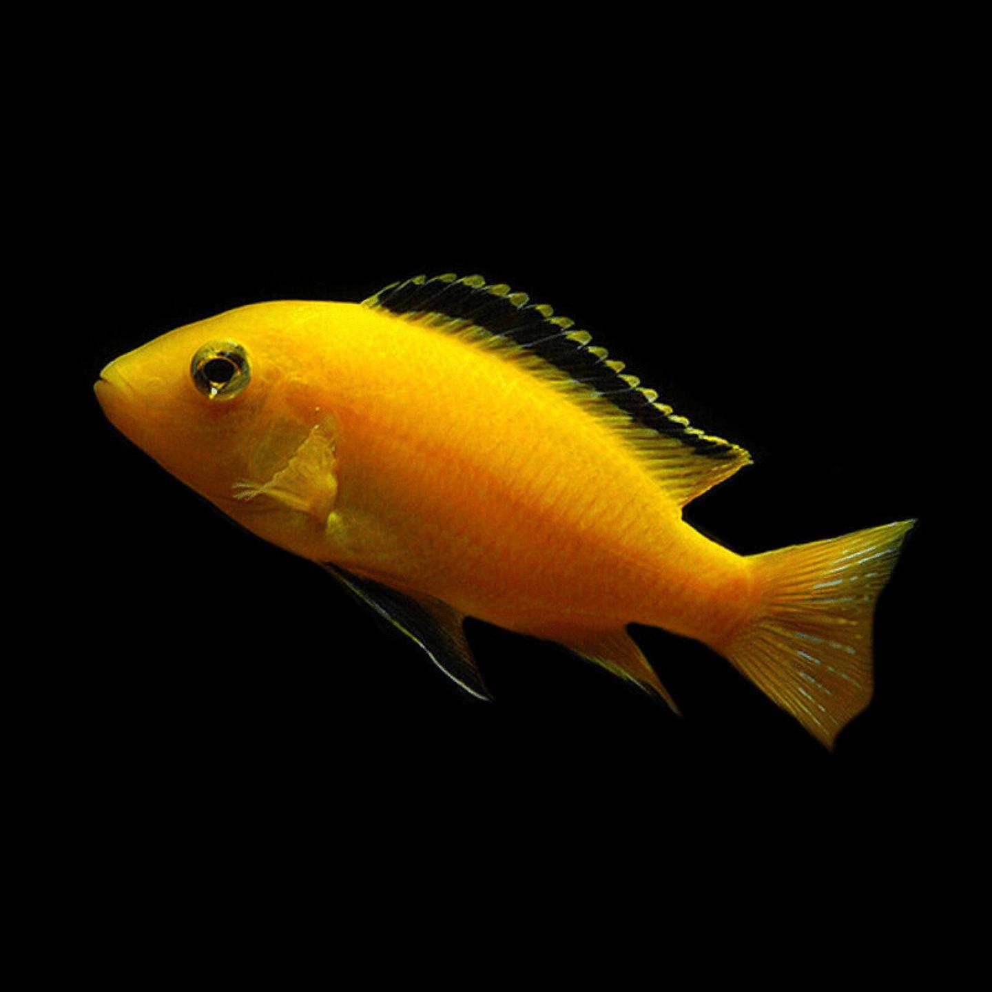 An electric-yellow Lake Malawi mbuna (Labidochromis yellow Kakusa) against dark substrate