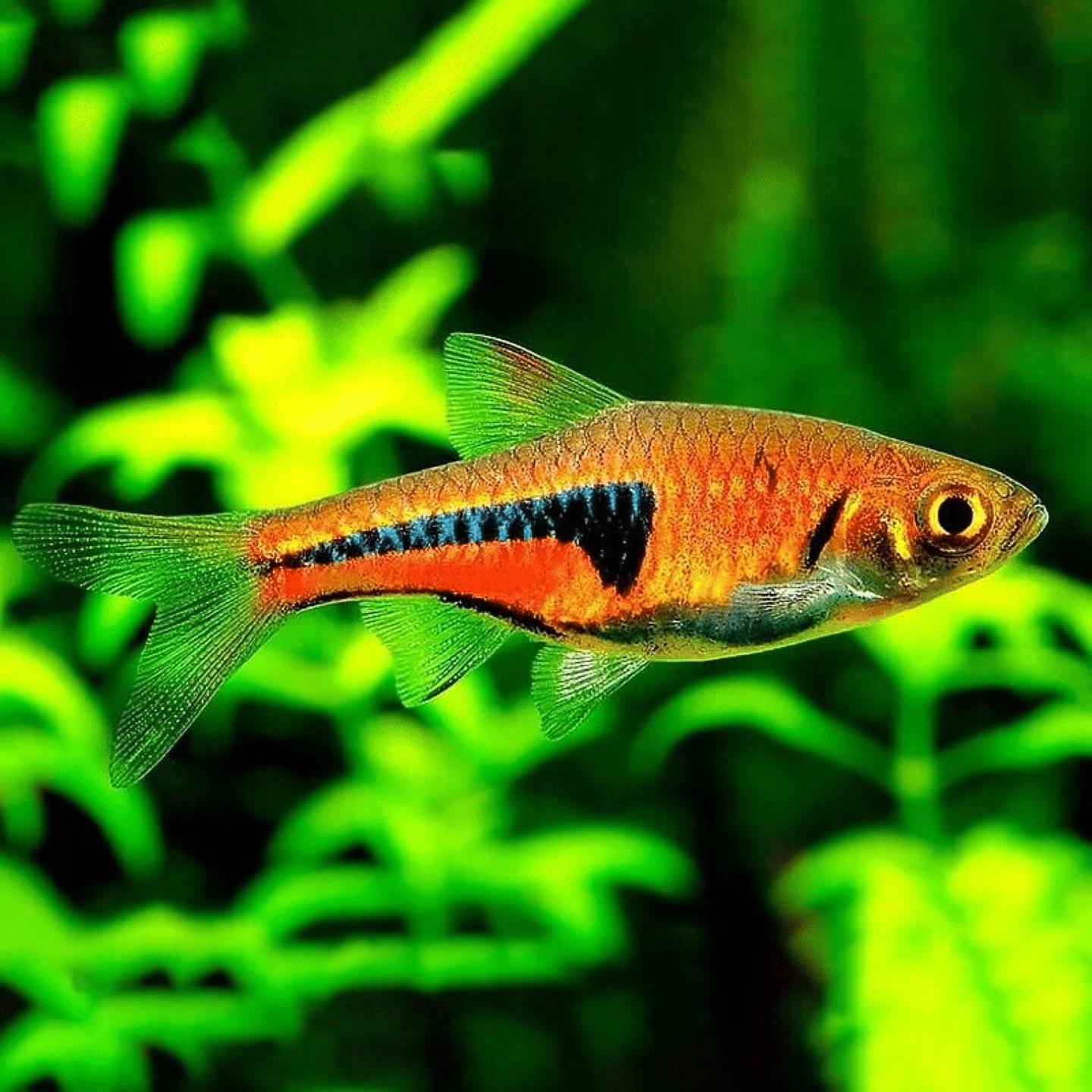 A lambchop rasbora photographed in our holding tank, showing the copper-orange body and slim hook-shaped black marking
