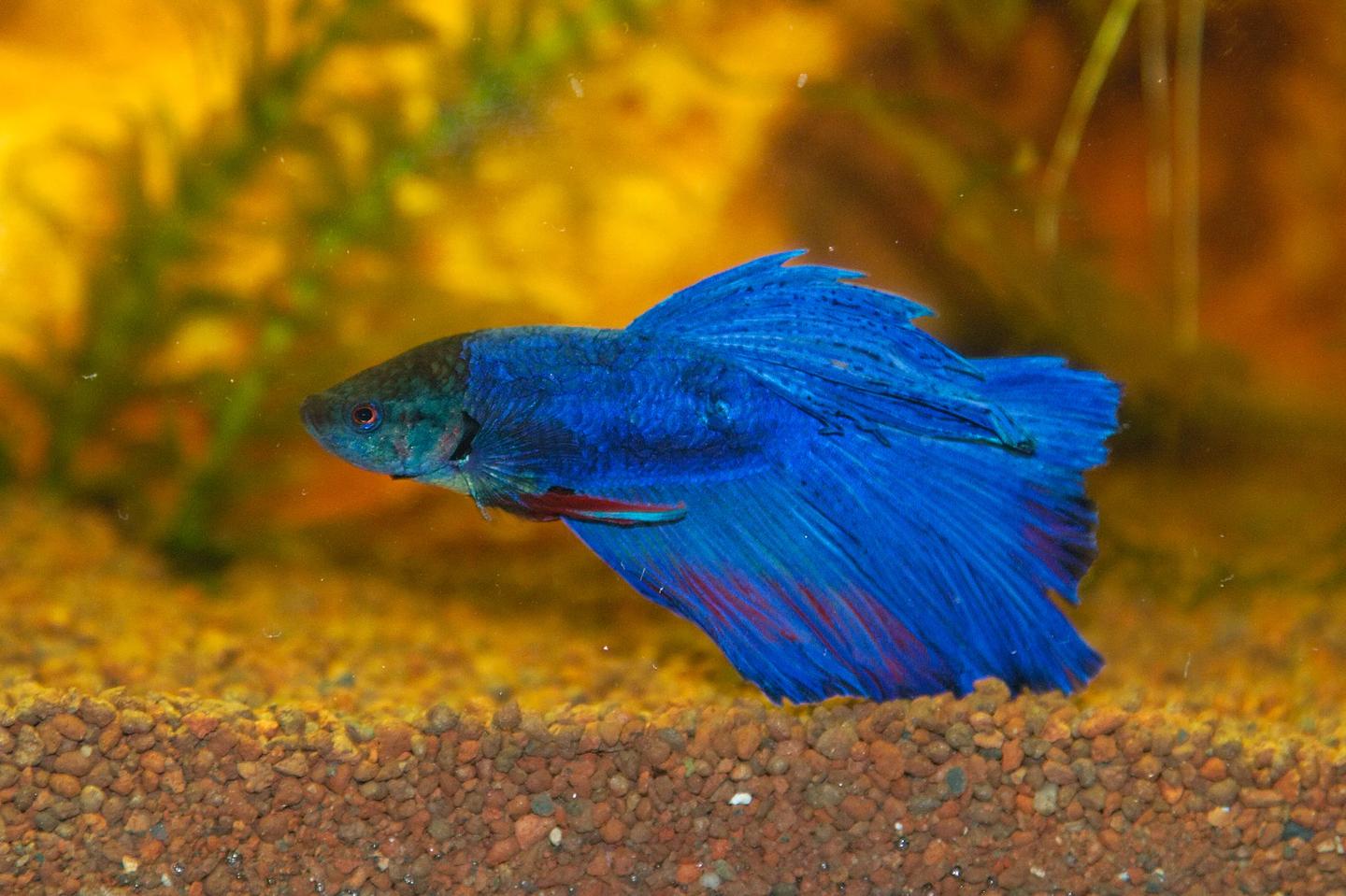 Betta Fish Temperature: 26–28°C UK Guide