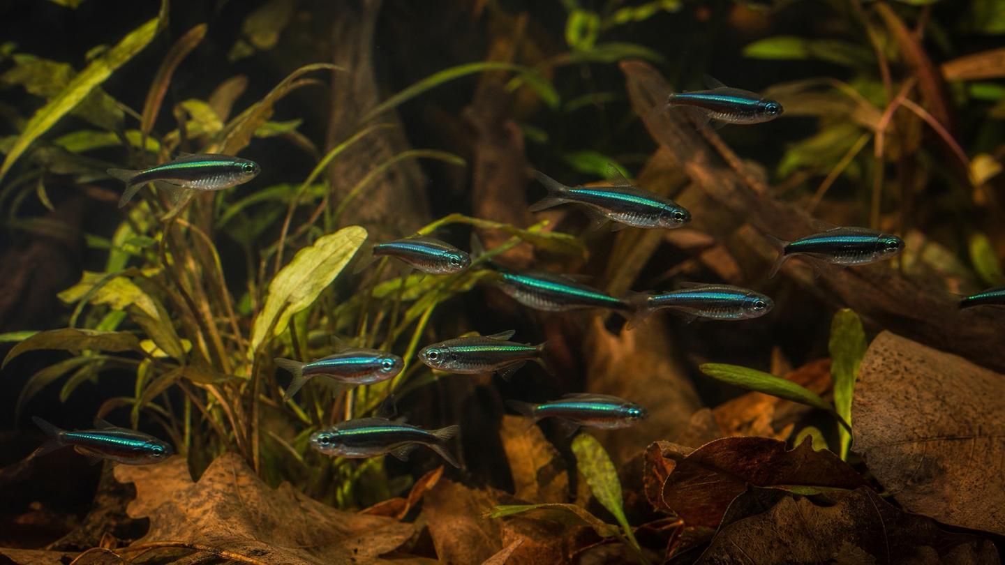 A shoal of black neon tetra (Hyphessobrycon herbertaxelrodi) showing the iridescent green-and-black horizontal stripe in a densely planted blackwater aquarium