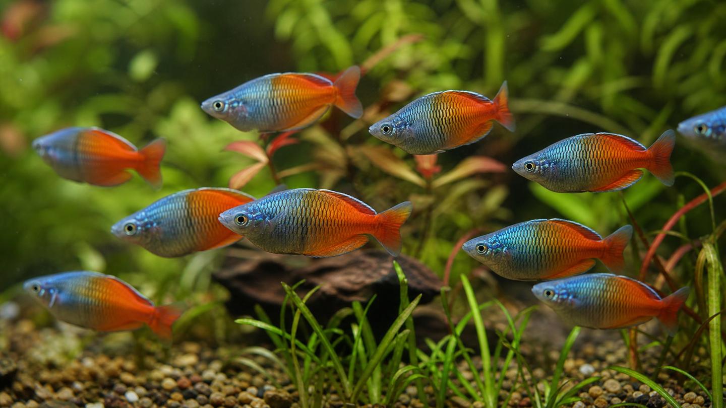 A school of boesemani rainbowfish (Melanotaenia boesemani) showing the half-blue front and orange-red rear bodies in a brightly planted aquarium