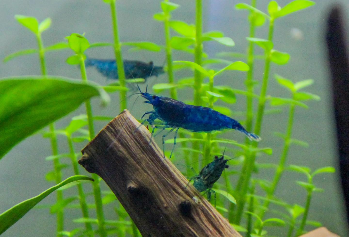 Cherry Shrimp Types UK: Colours, Patterns & Buying