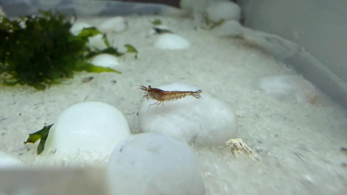Small red-brown Neocaridina davidi shrimp above pale aquarium stones