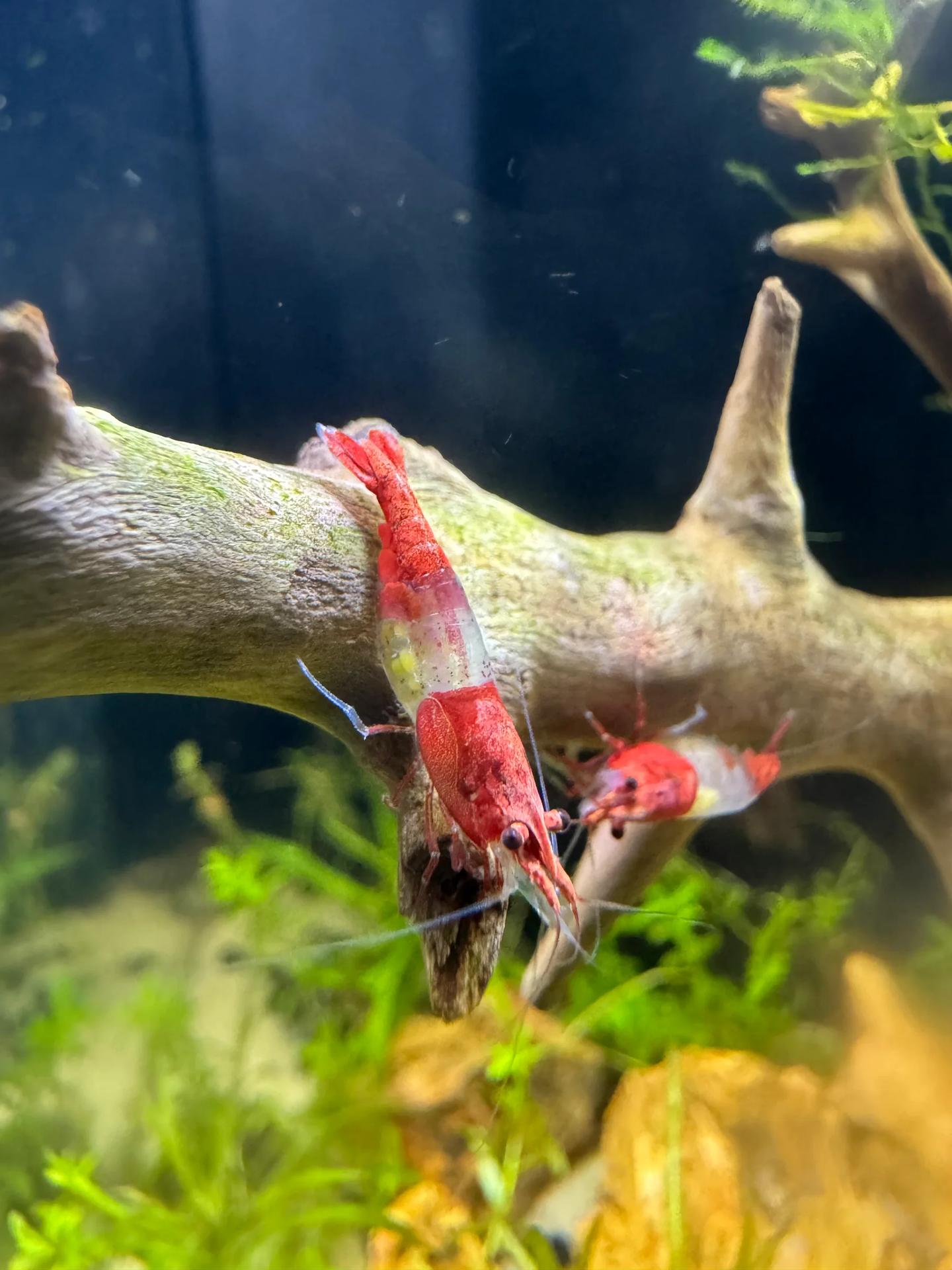 Two red rili Neocaridina davidi shrimp with clear mid-body sections
