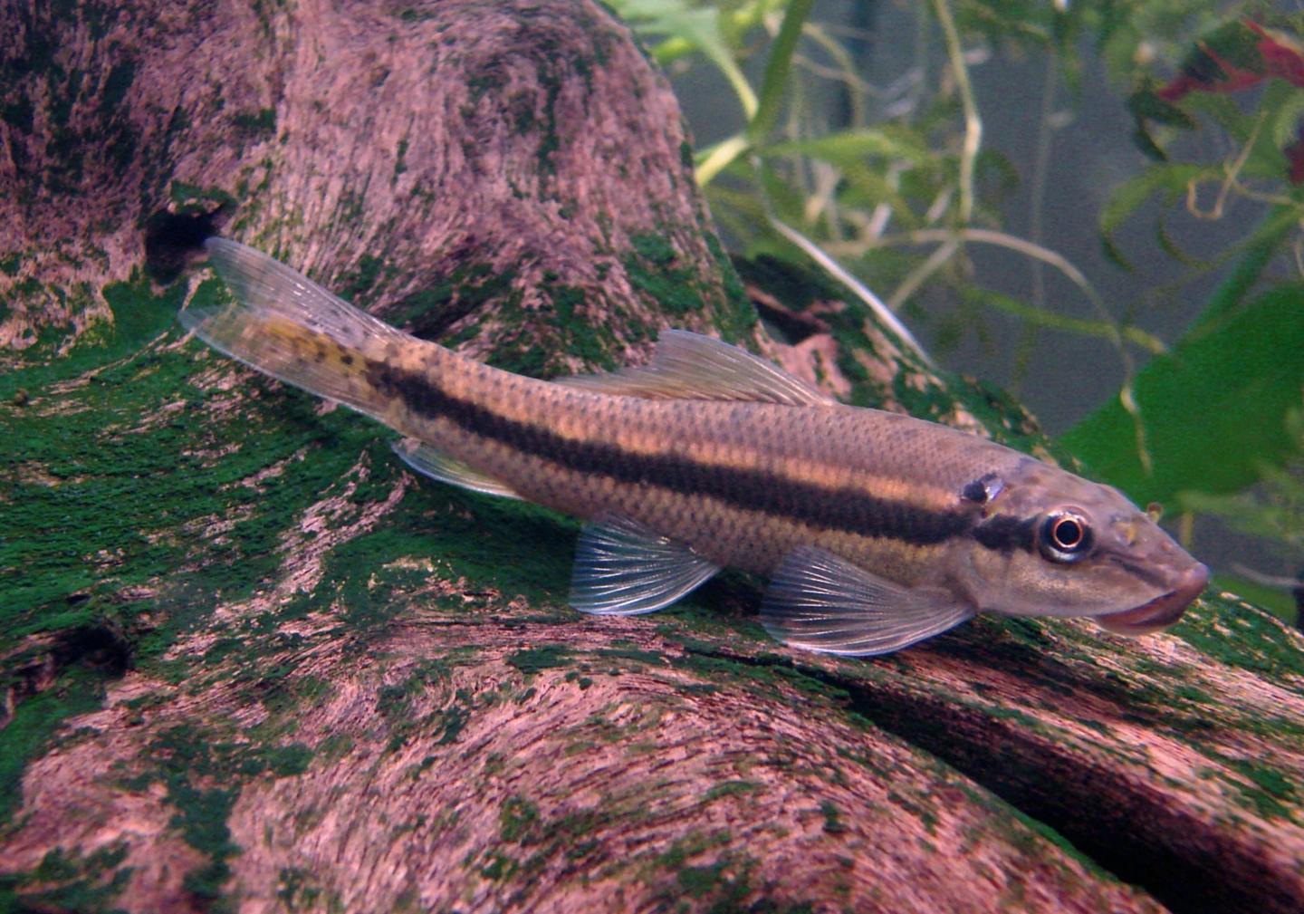 Source-labelled Chinese algae eater with a dark lateral stripe resting on aquarium wood