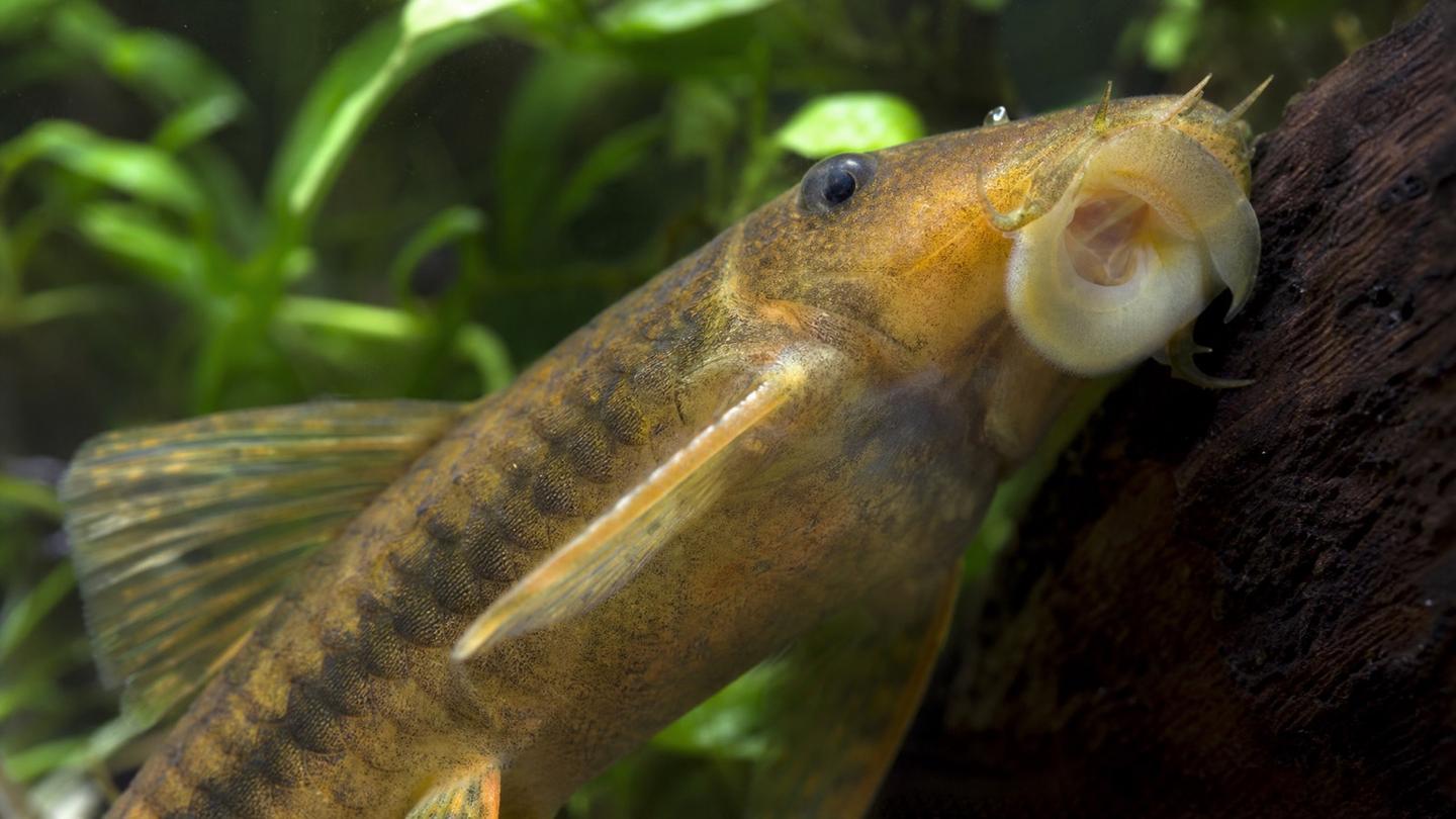 Algae eater fish keeping aquarium glass clean