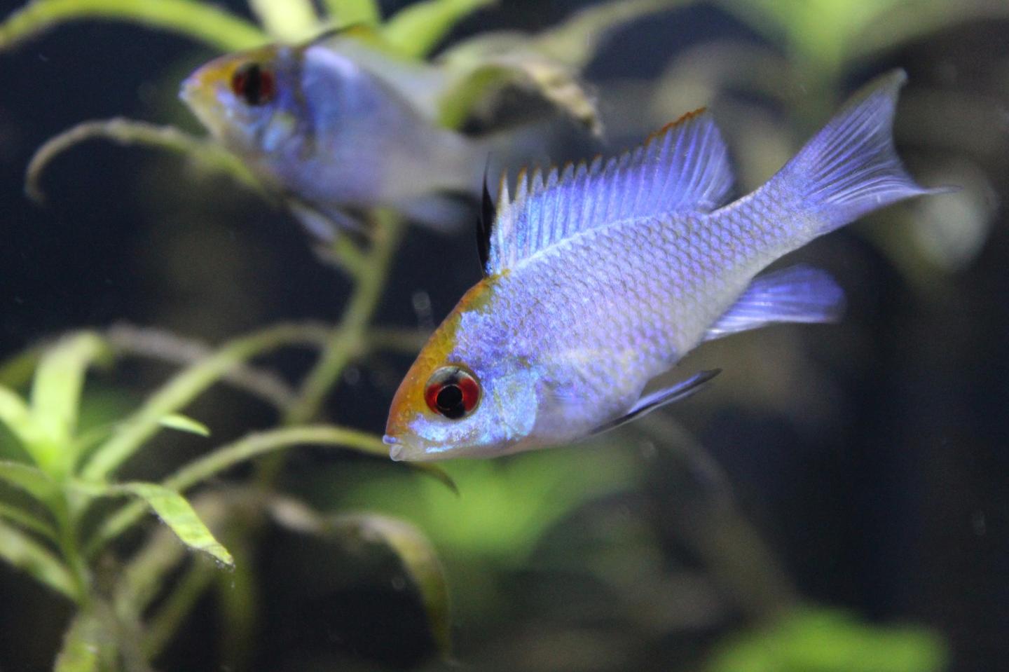 Electric Blue Ram UK: Care, Size, Tank Mates & Buying