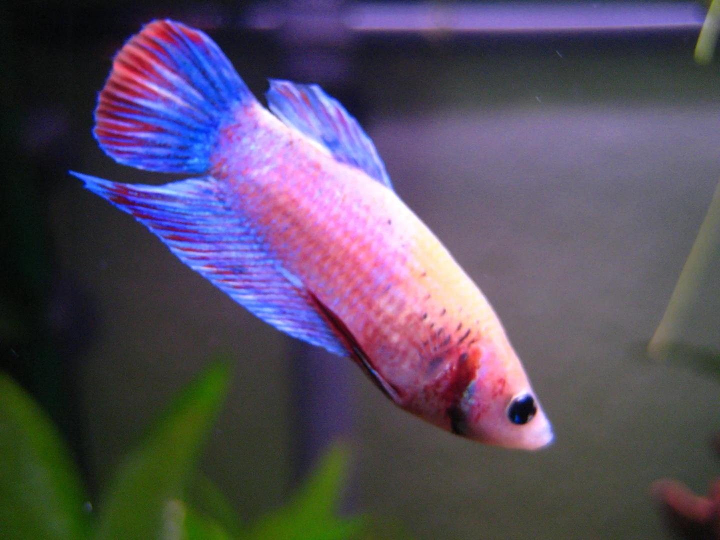 Source-labelled turquoise-pink female Betta splendens with short fins in side view
