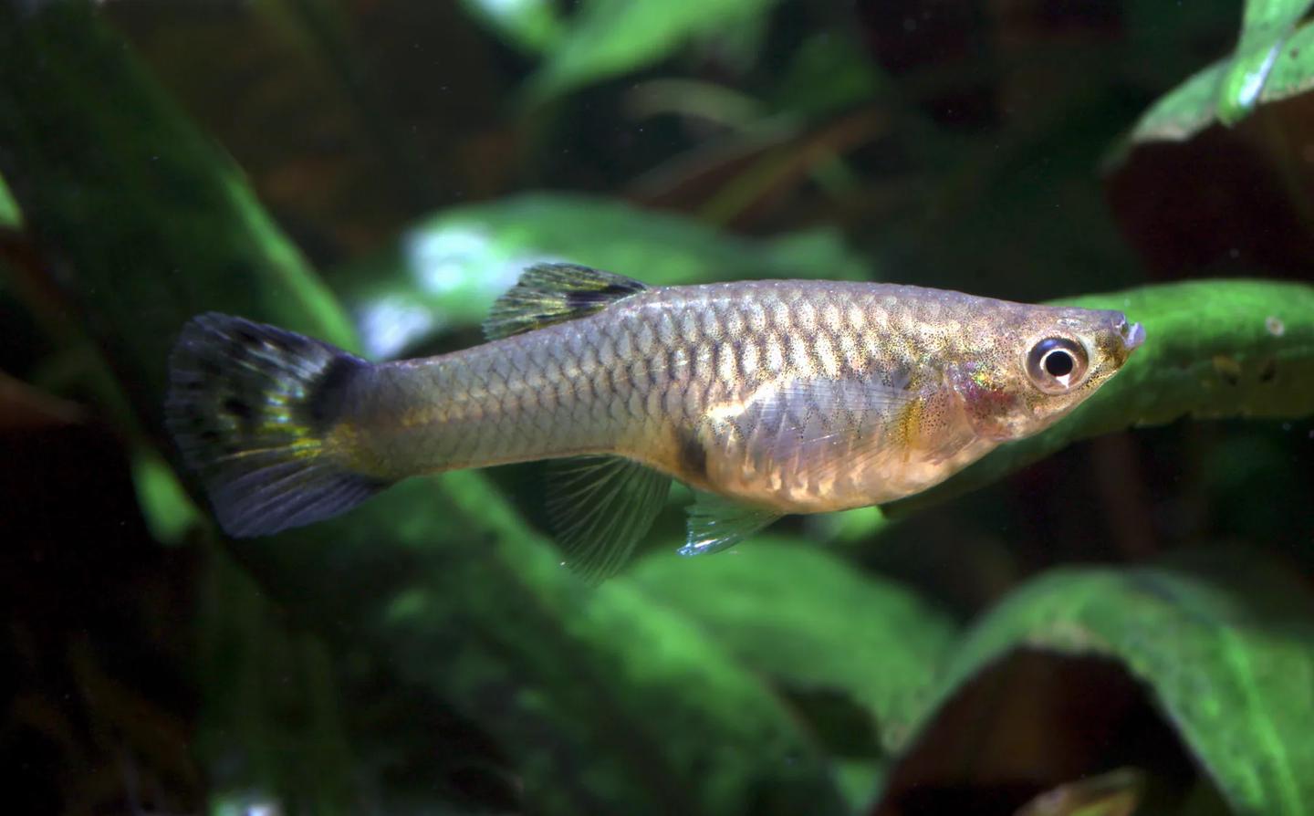 Source-labelled female Poecilia reticulata with a silver body and dark rounded tail among broad green aquarium leaves
