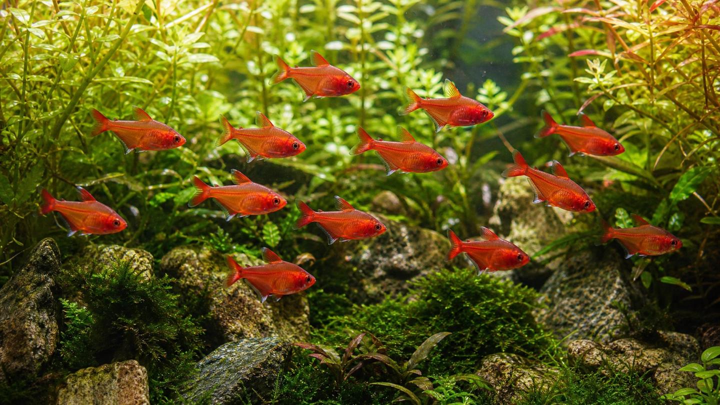 A shoal of flame tetras (Hyphessobrycon flammeus) with warm red-orange bodies in a densely planted aquarium