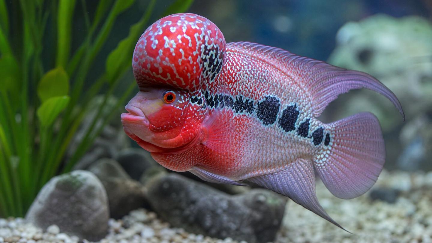 A red-and-pearl flowerhorn cichlid with a large nuchal hump (kok) and bold black flower markings in a spacious aquarium