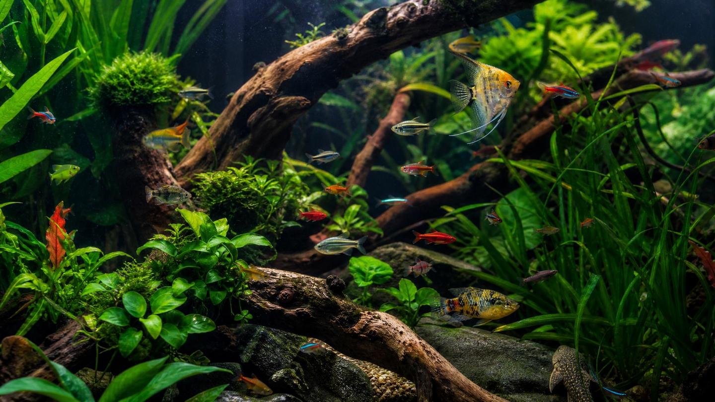 A lush planted freshwater community aquarium with colourful tetras, livebearers and corydoras swimming among green plants and driftwood