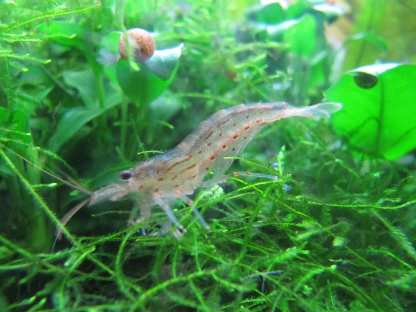 Translucent Amano shrimp Caridina multidentata among green aquarium plants