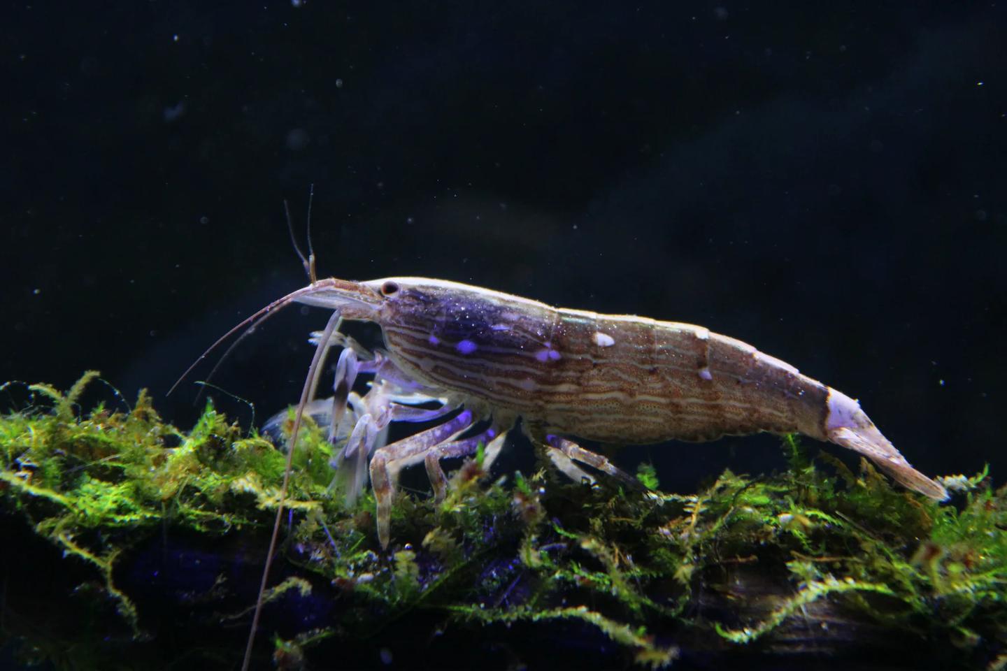 Brown striped bamboo shrimp Atyopsis moluccensis on moss in an aquarium