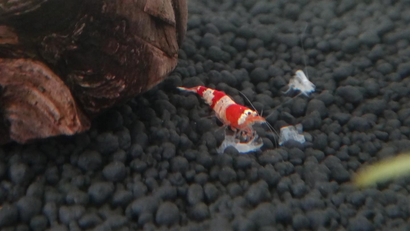 Red-and-white crystal shrimp beside its shed exoskeleton in a freshwater aquarium