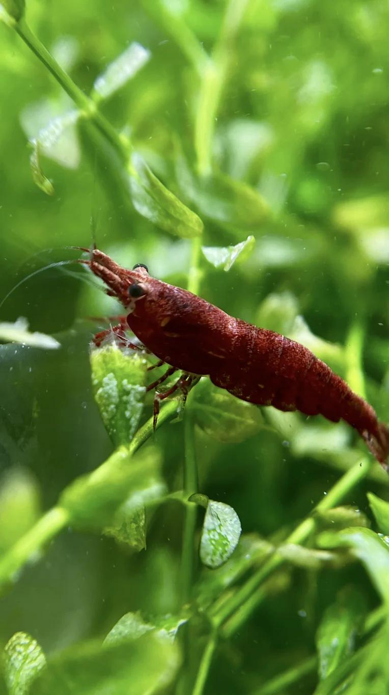 Red Neocaridina davidi shrimp among green aquarium plants