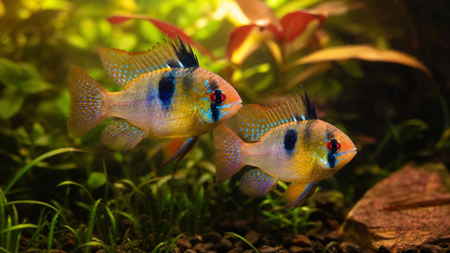 A pair of German blue ram cichlids (Mikrogeophagus ramirezi) with iridescent blue speckling and golden bodies in a planted soft-water aquarium
