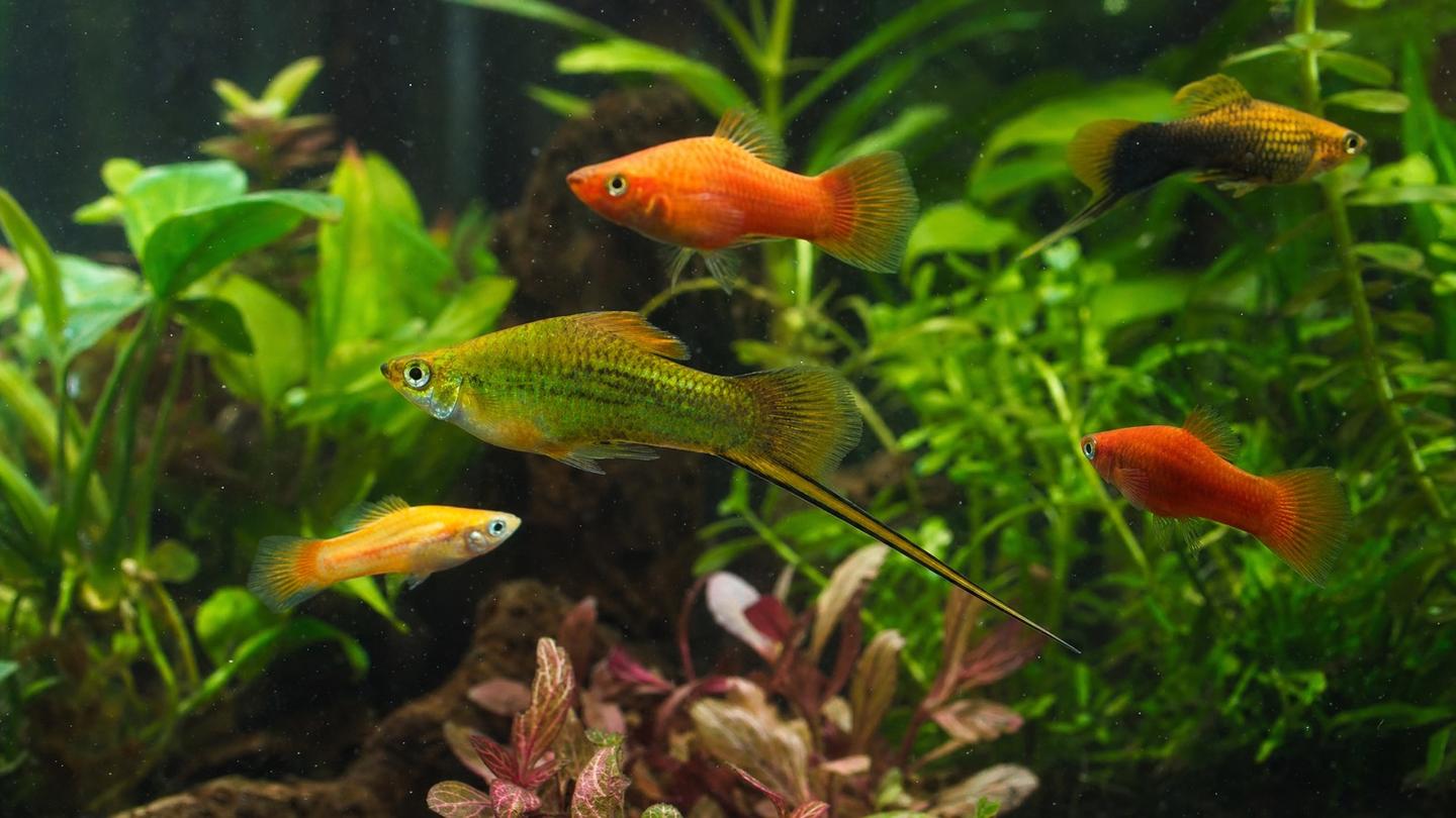 A male green swordtail (Xiphophorus hellerii) with its long lower-tail sword among colourful swordtails in a planted aquarium