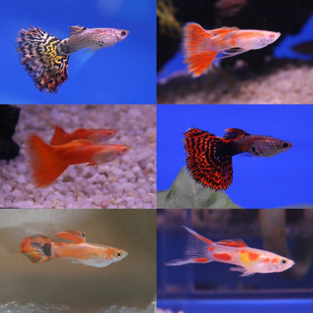 Six source-labelled domestic guppy varieties shown in a two-column photographic comparison