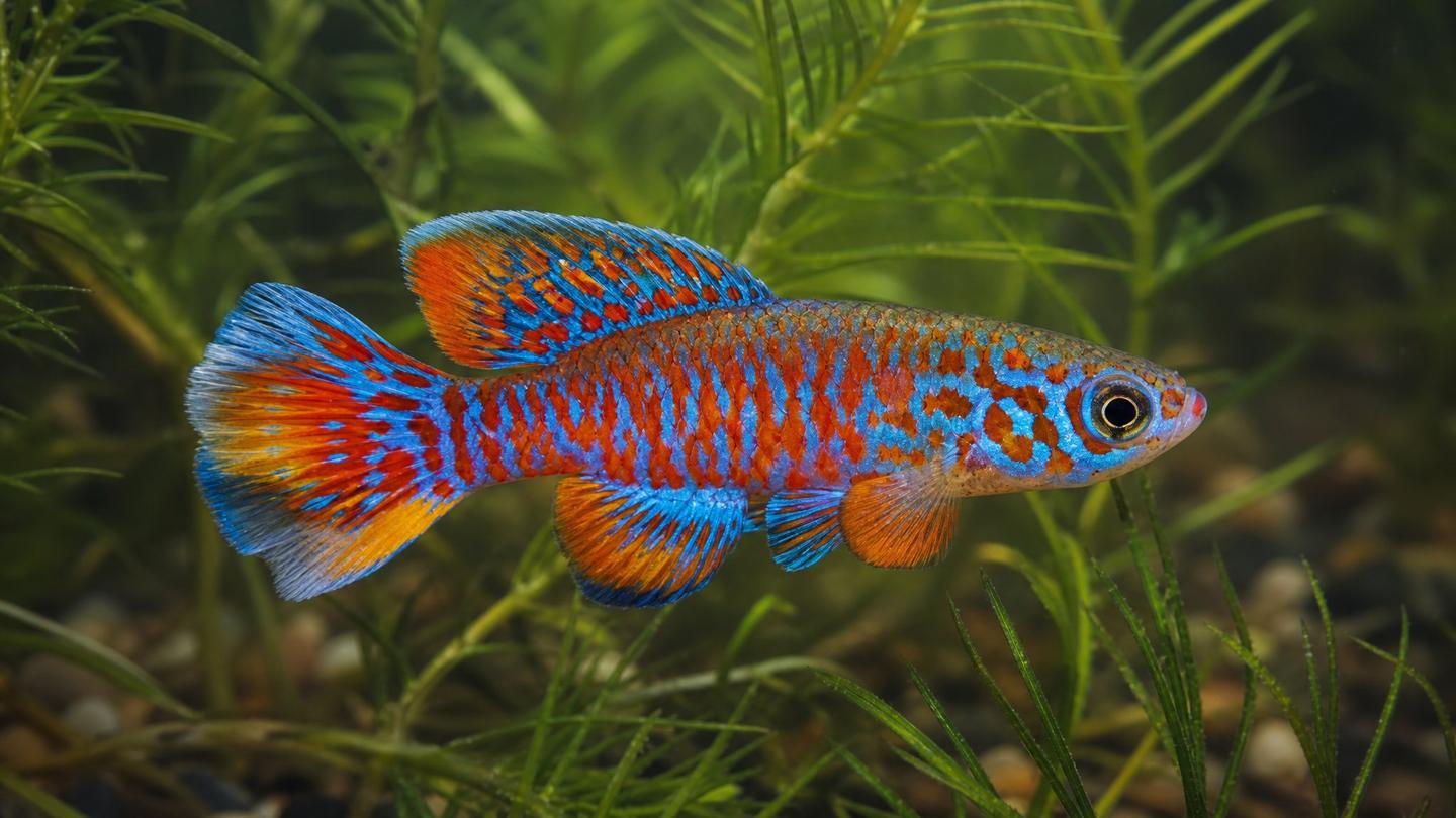 A vividly coloured male killifish with orange and electric-blue patterning among fine plants in a soft-water aquarium