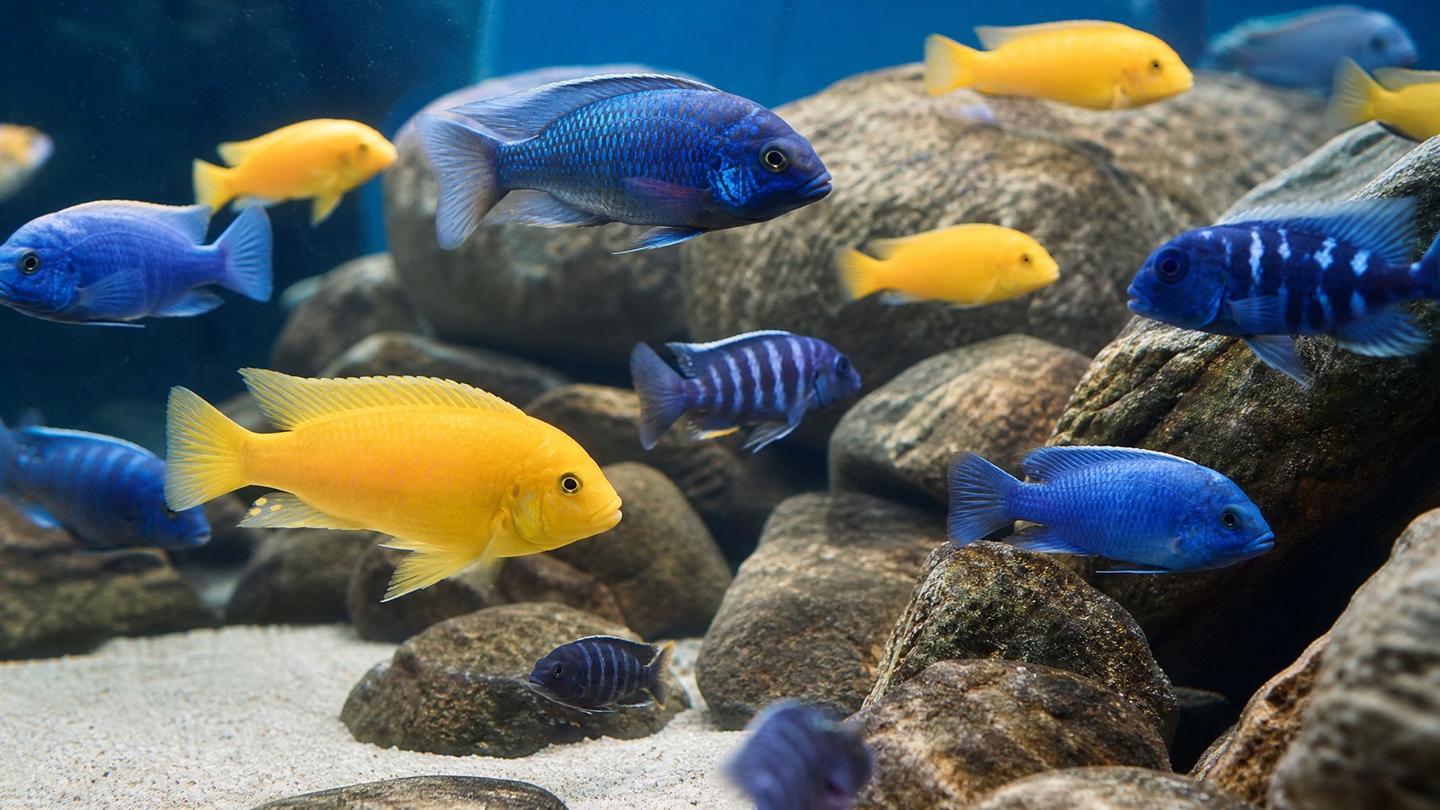 A group of Lake Malawi cichlids - electric-yellow labs and blue mbuna - among rocky outcrops in a bright African cichlid aquarium