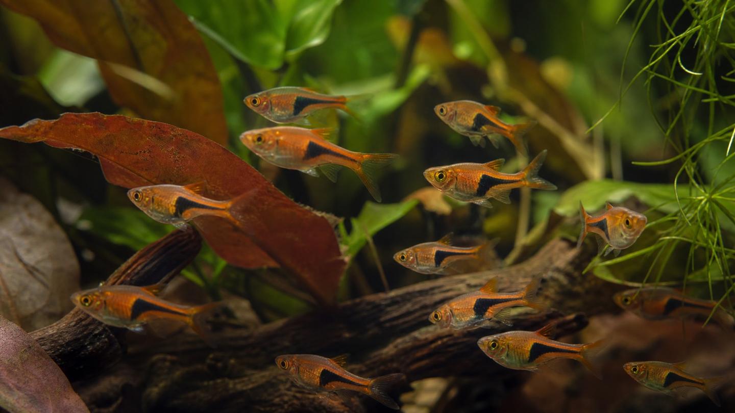 A shoal of lambchop rasbora (Trigonostigma espei) with copper-orange bodies and slim black lambchop-shaped markings in a planted blackwater aquarium