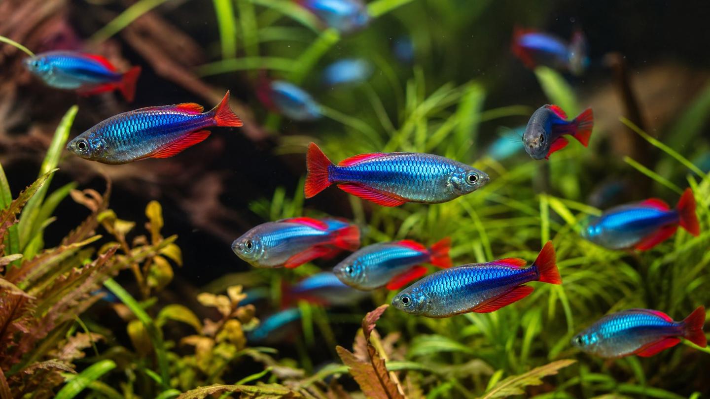 A shoal of neon dwarf rainbowfish (Melanotaenia praecox) with iridescent powder-blue bodies and red fins in a planted aquarium