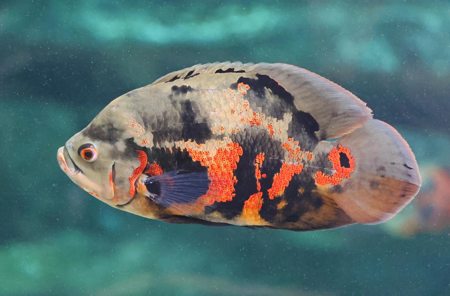 Side view of an Oscar fish with dark bands, orange markings and an orange-ringed eyespot near its tail