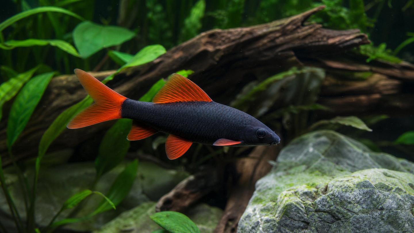 Rainbow Shark UK: Honest Care, Aggression & Tank Mates