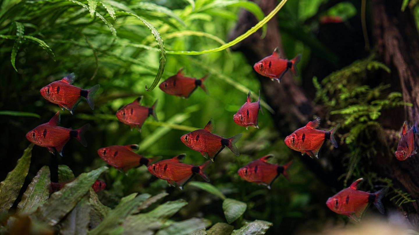 A shoal of serpae tetras (Hyphessobrycon eques) with deep blood-red bodies and black shoulder markings in a densely planted aquarium