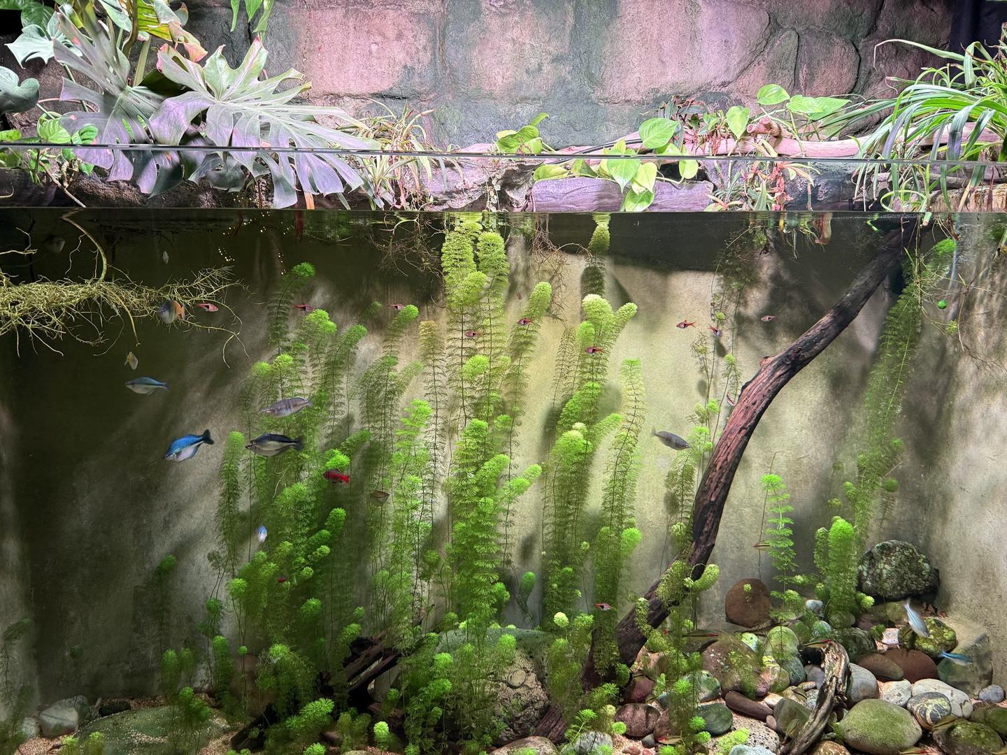 Large planted freshwater aquarium with several small fish at Malta National Aquarium