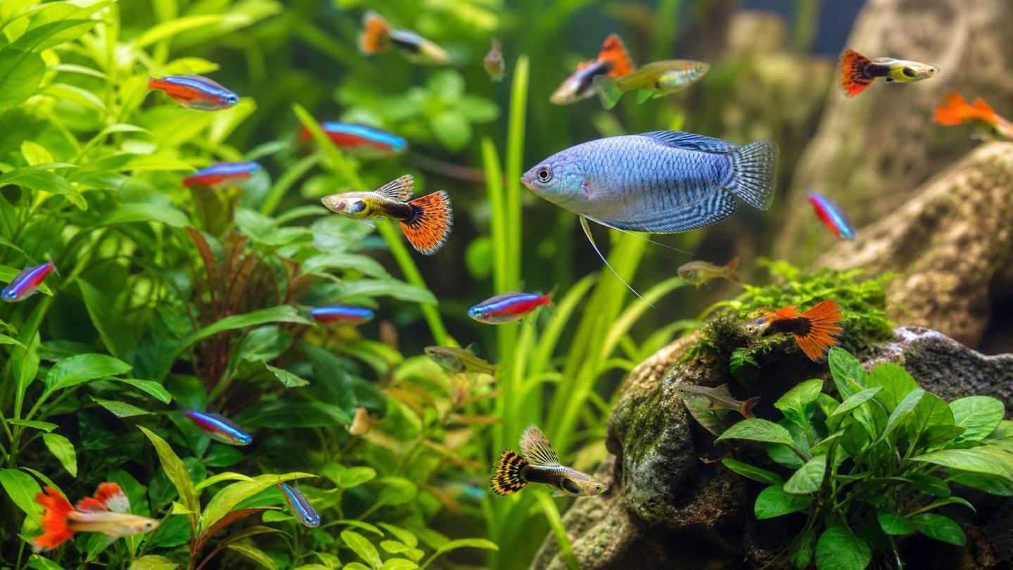 A planted UK community aquarium full of colourful tropical fish — neon tetras, guppies and a gourami among green plants