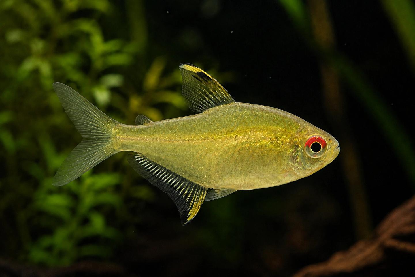 Adult lemon tetra side view showing a red upper iris and black-yellow dorsal and anal fin markings