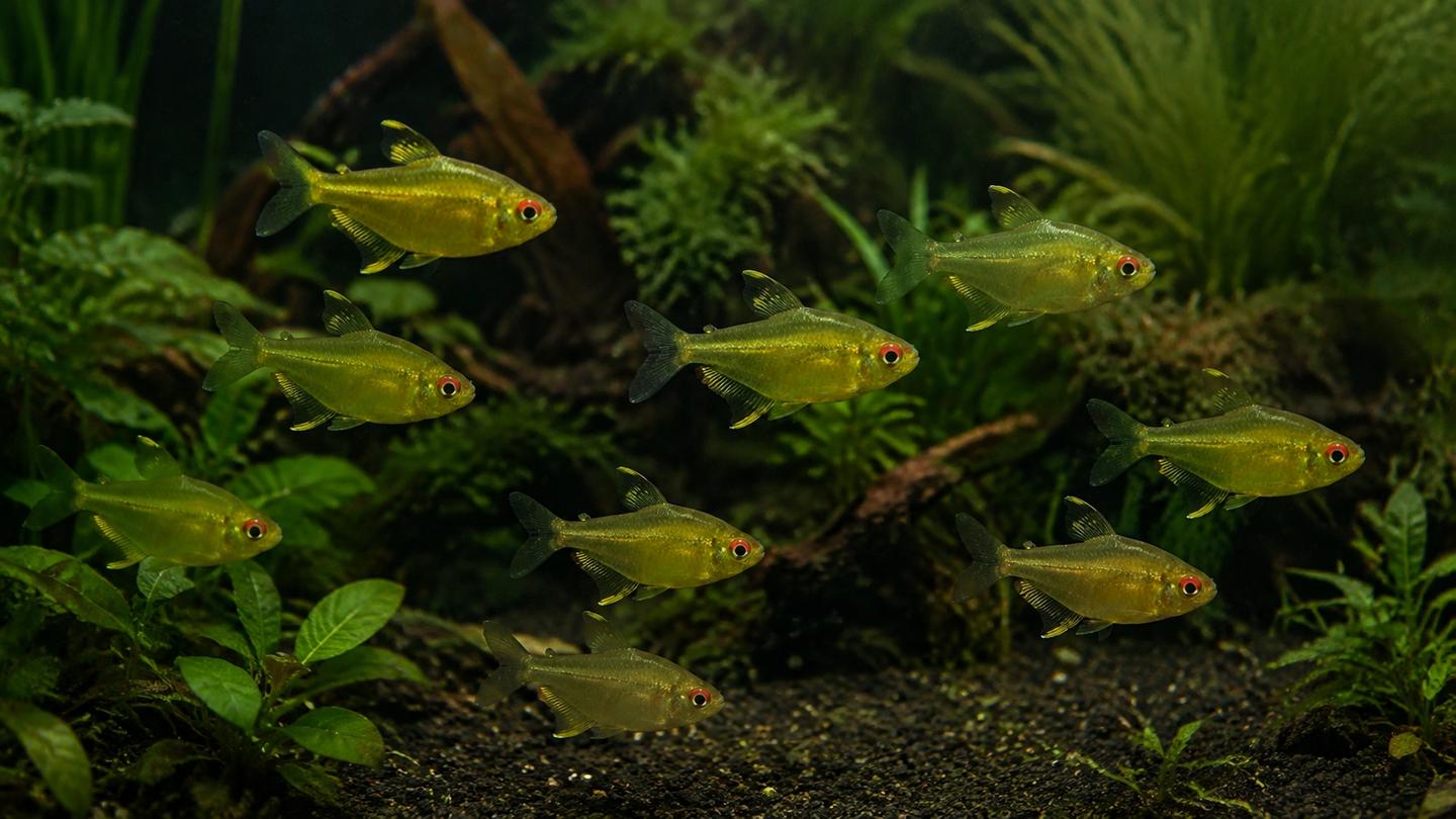 School of lemon tetras swimming through a planted aquarium with open mid-water space