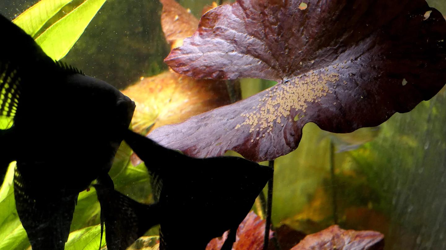 Two dark angelfish beside a broad reddish leaf carrying many small pale eggs in a planted aquarium.